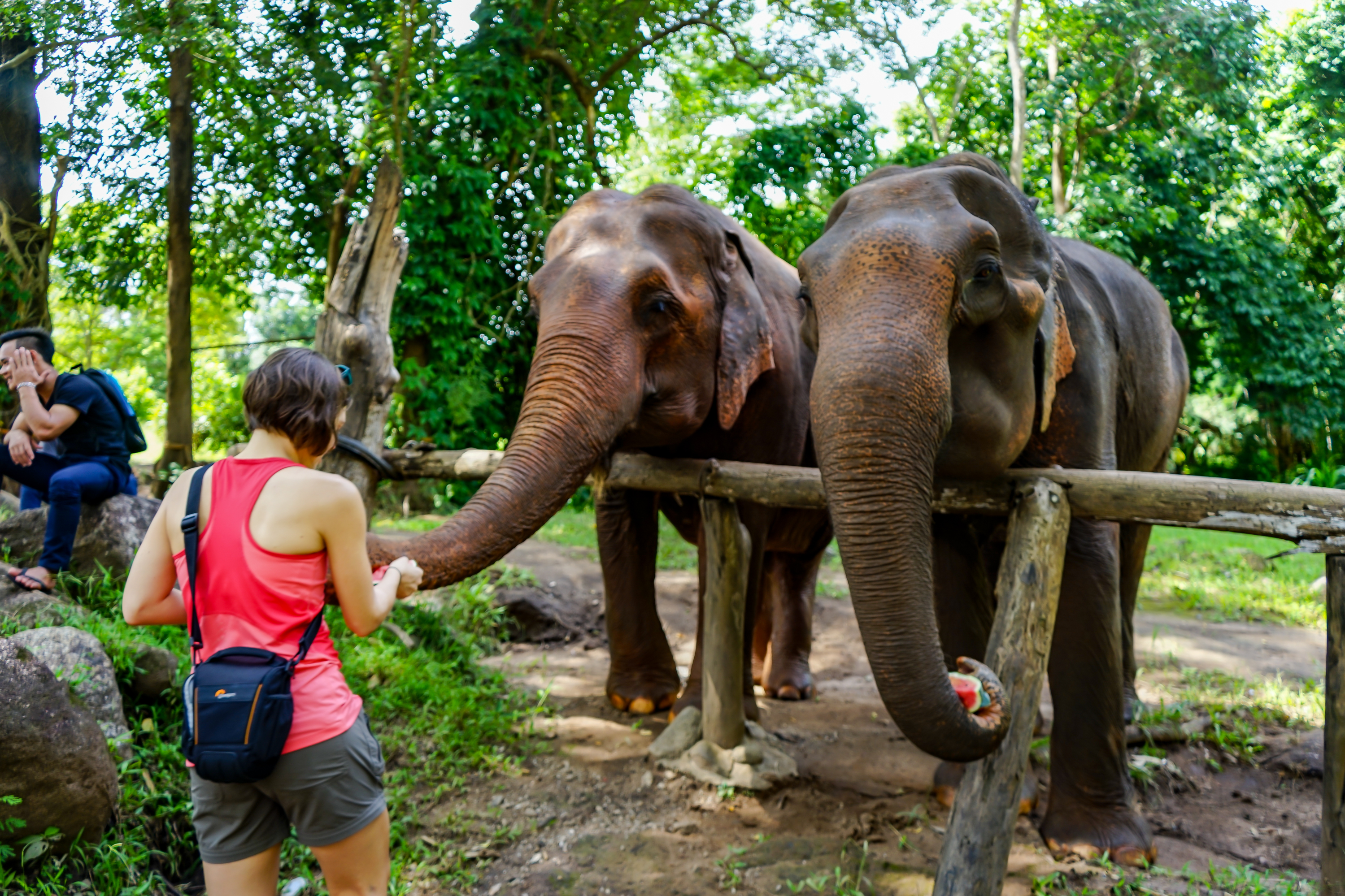 Asian elephants in Thailand